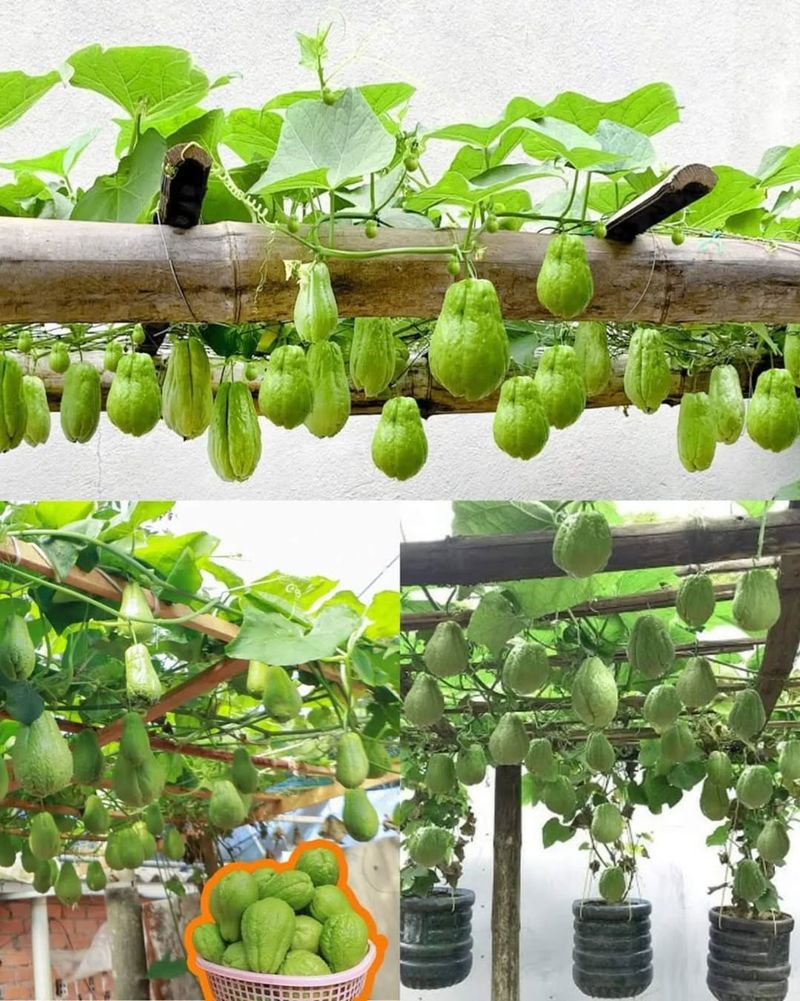 Chayote