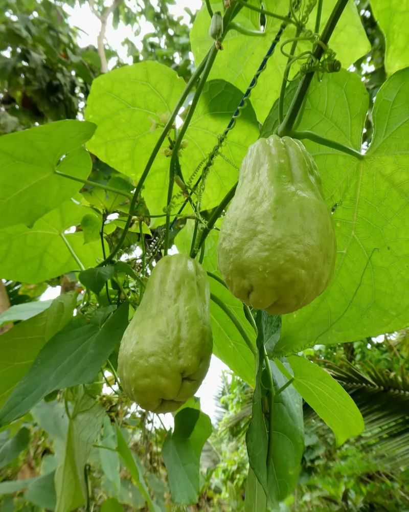 Chayote (Sechium edule)