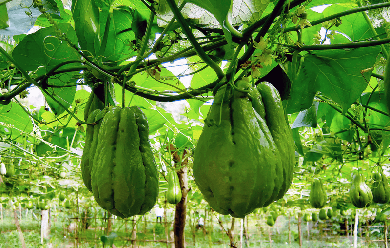 Chayote Vine