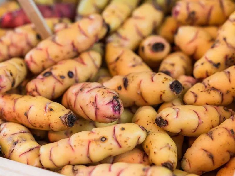 Oca