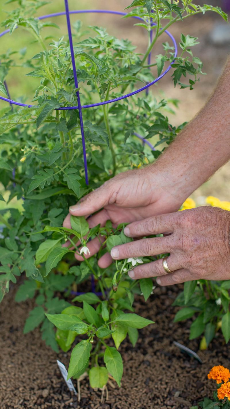 Check for Pests Regularly