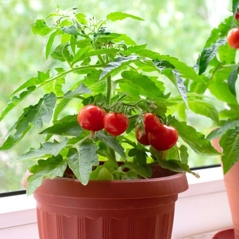 Cherries