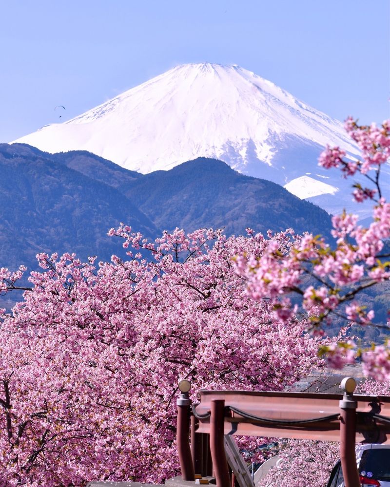Cherry Blossom
