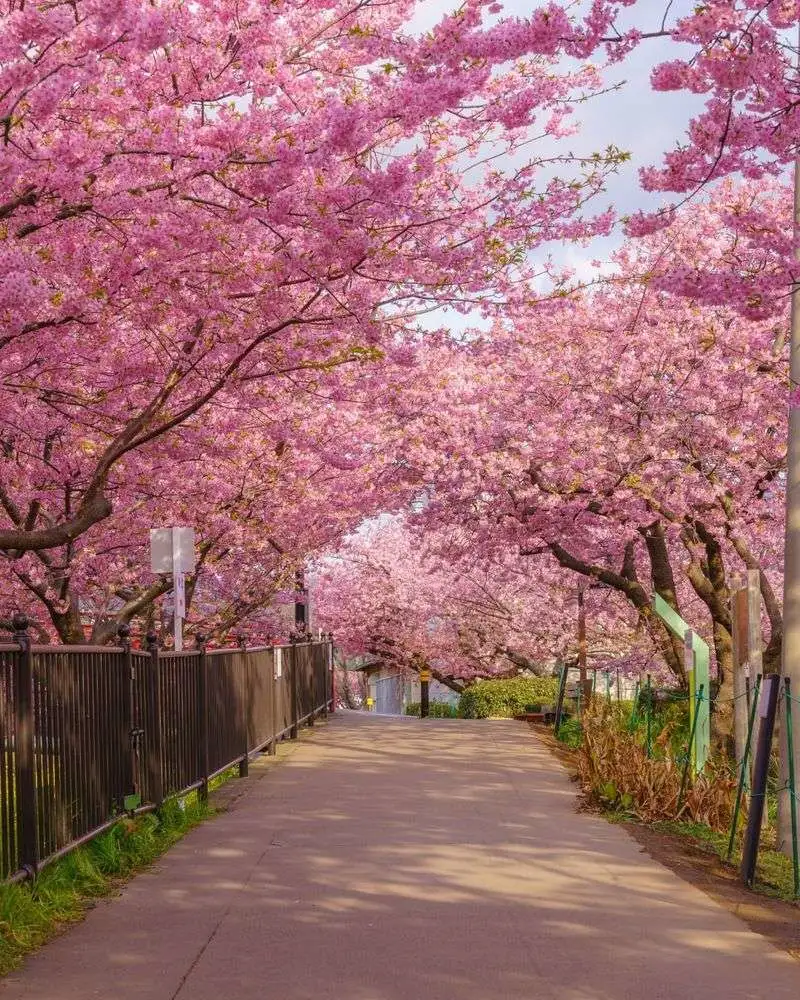 Cherry Blossom