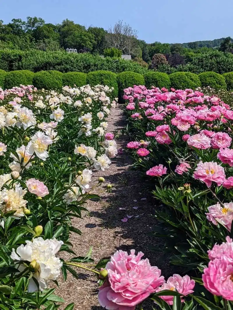 Peony