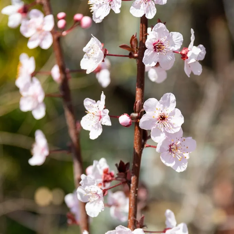 Cherry Blossoms