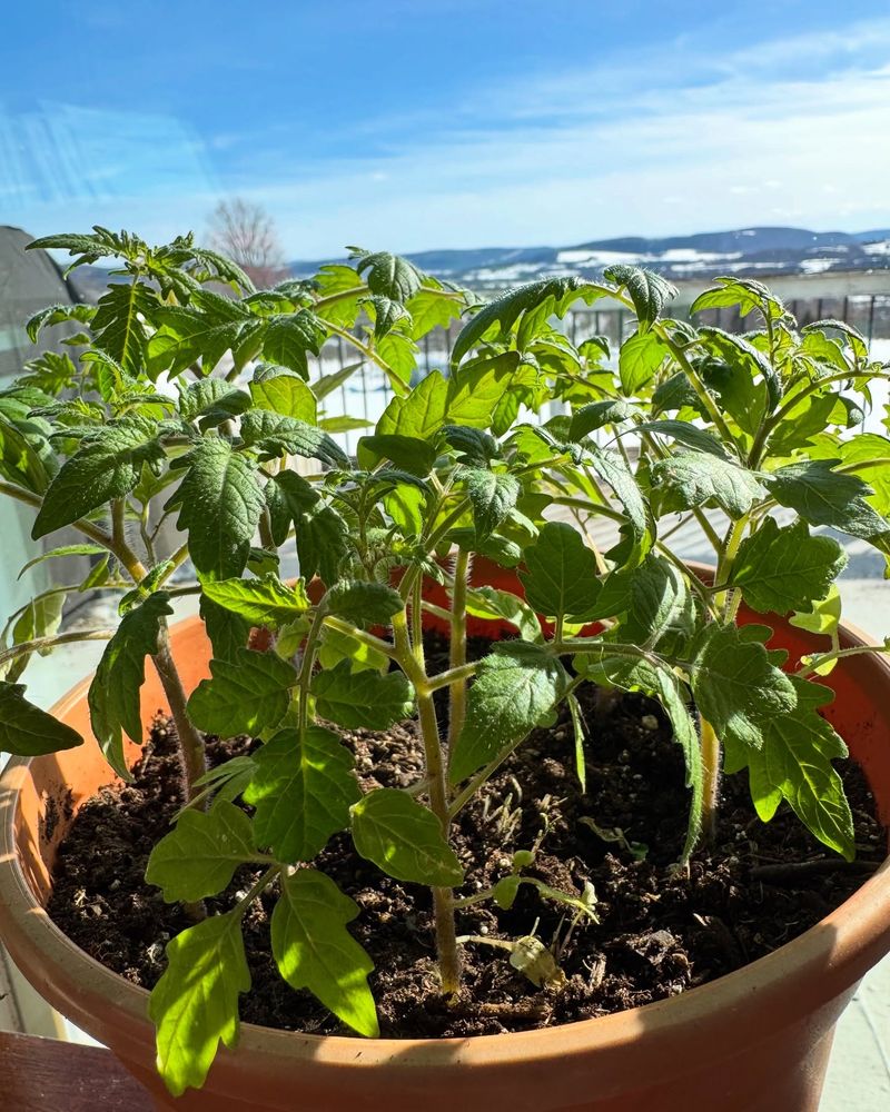 Cherry Tomatoes