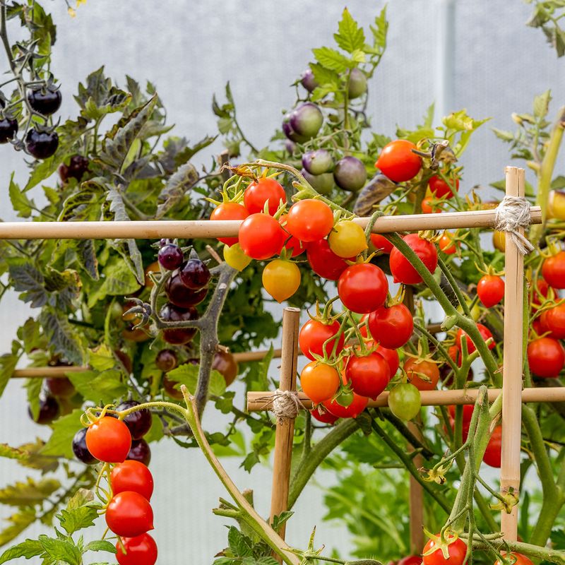 Cherry Tomatoes