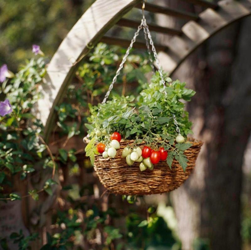 Cherry Tomatoes