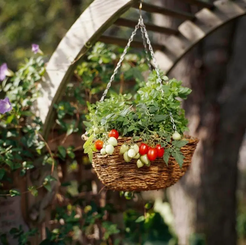 Cherry Tomatoes