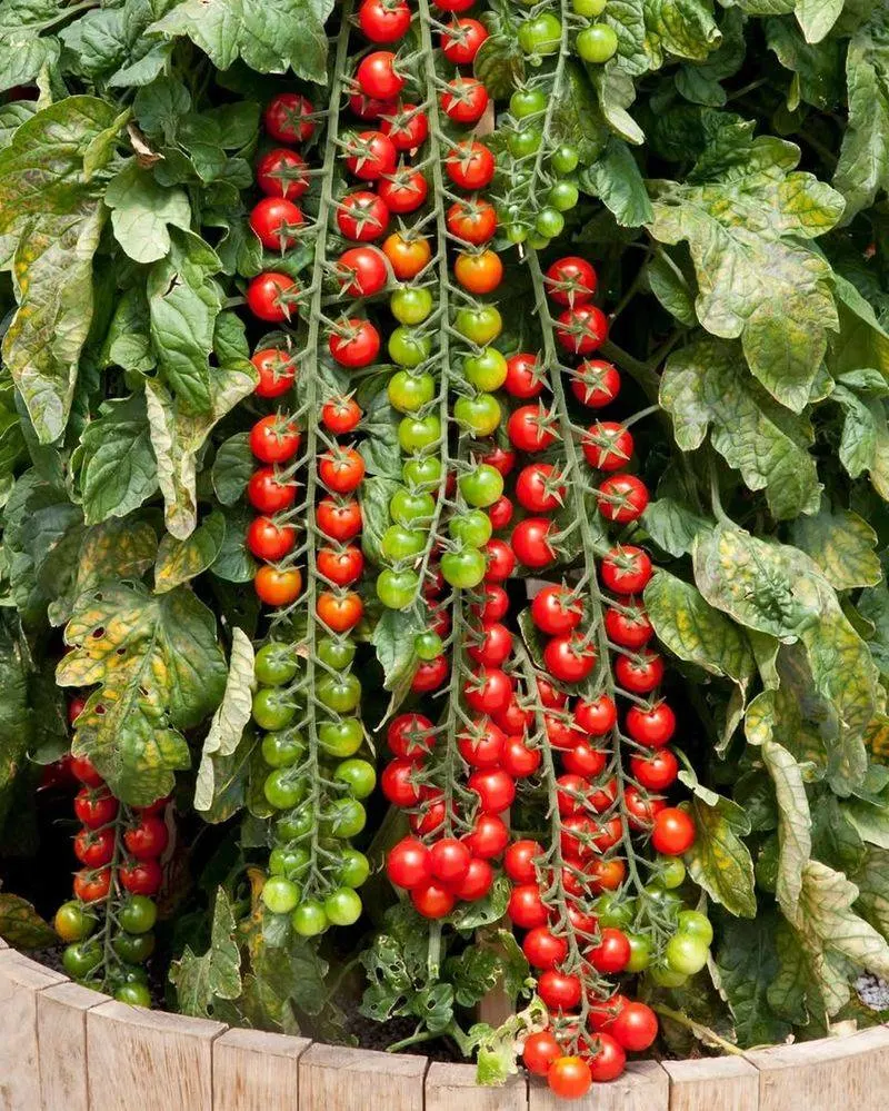 Cherry Tomatoes