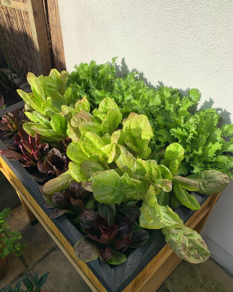 Lettuce