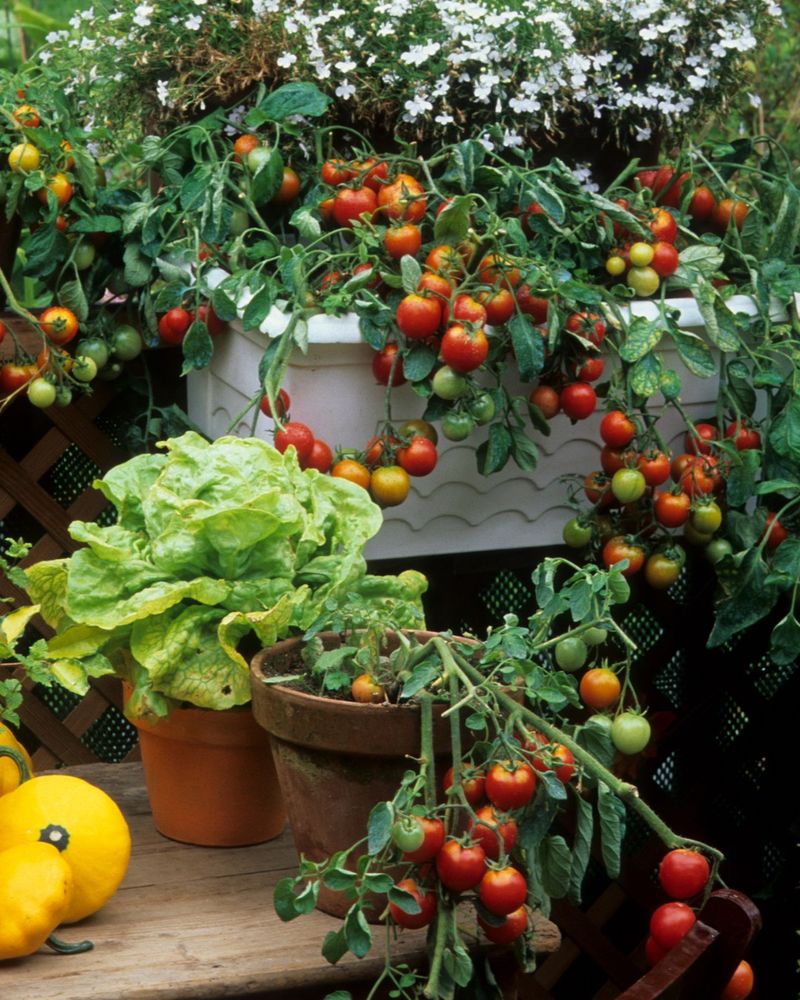 Cherry Tomatoes