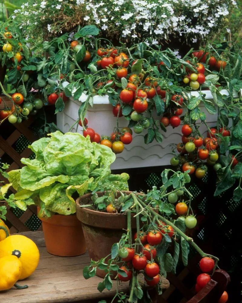 Cherry Tomatoes
