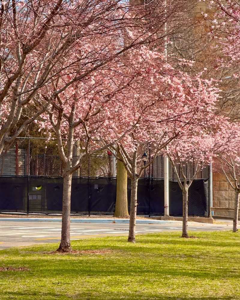 Cherry Tree
