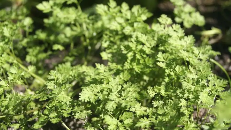 Chervil Charm