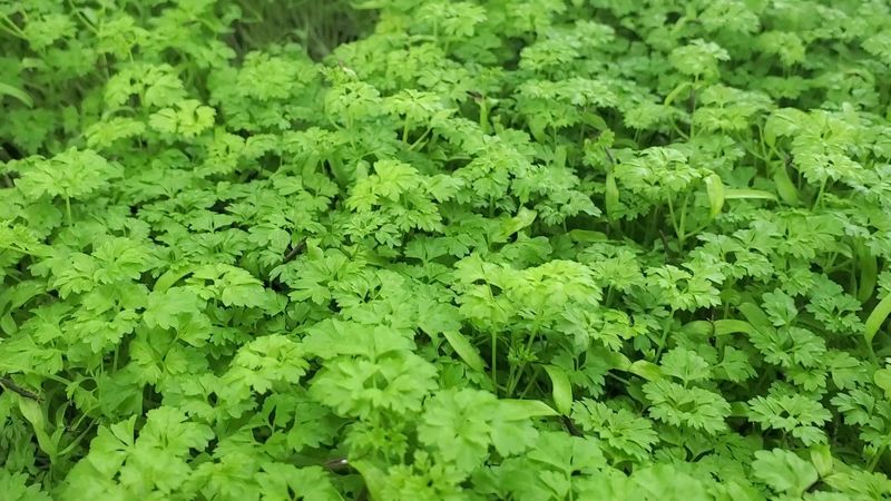 Chervil