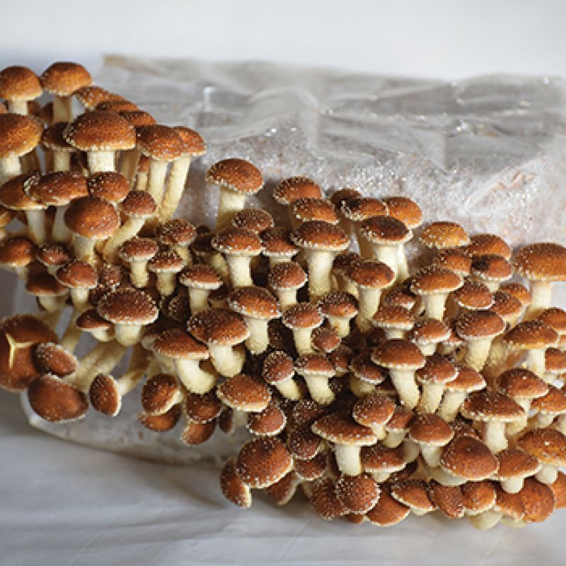 Chestnut Mushroom