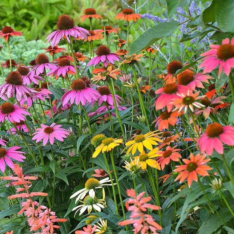 Cheyenne Spirit Coneflower