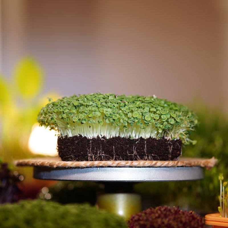 Chia Microgreens