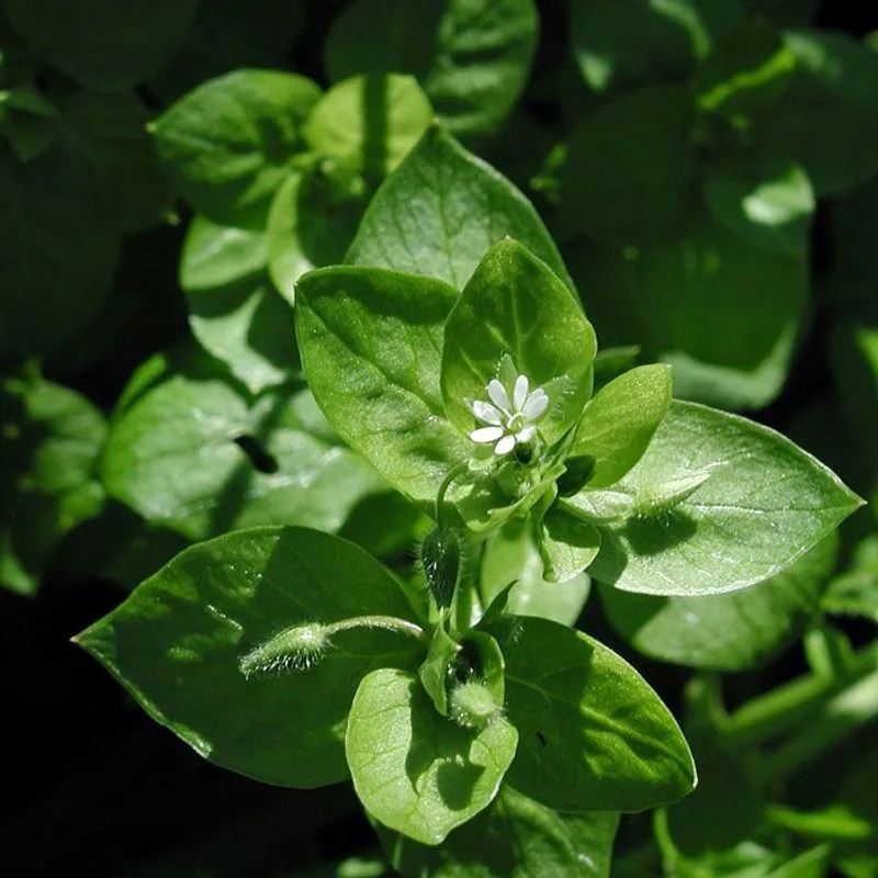 Chickweed