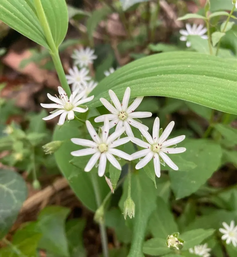 Chickweed