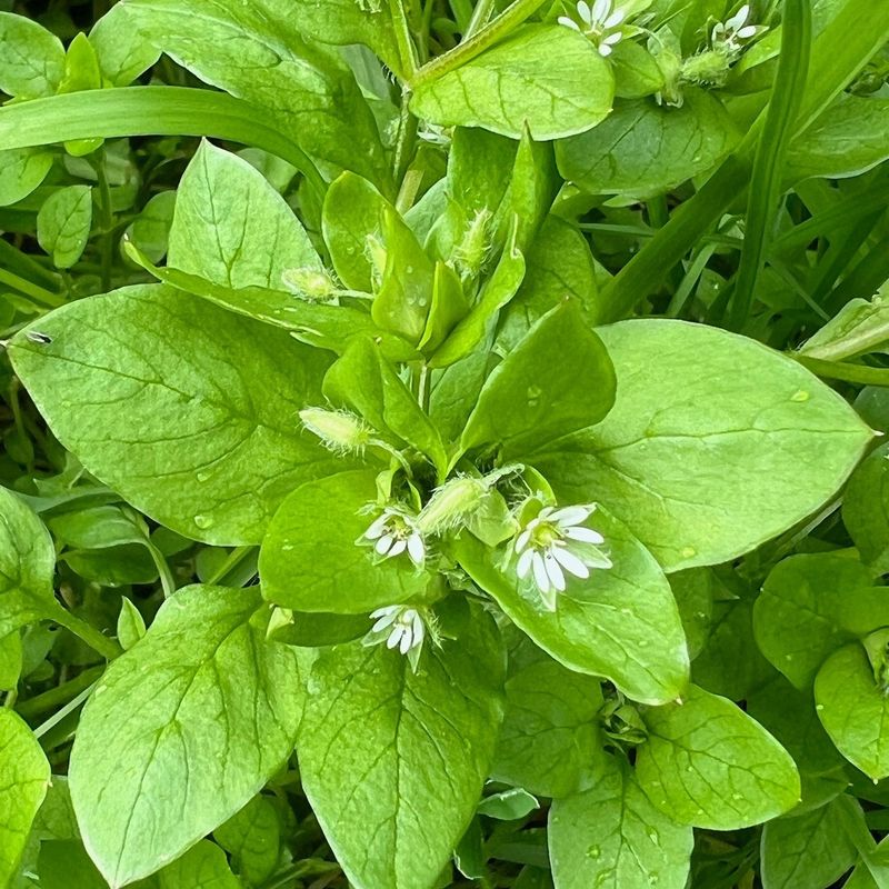 Chickweed