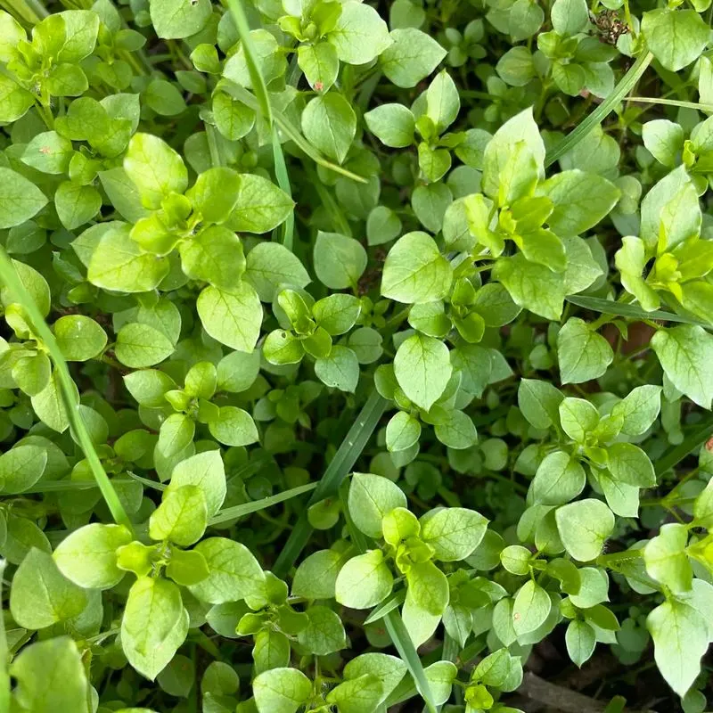 Chickweed