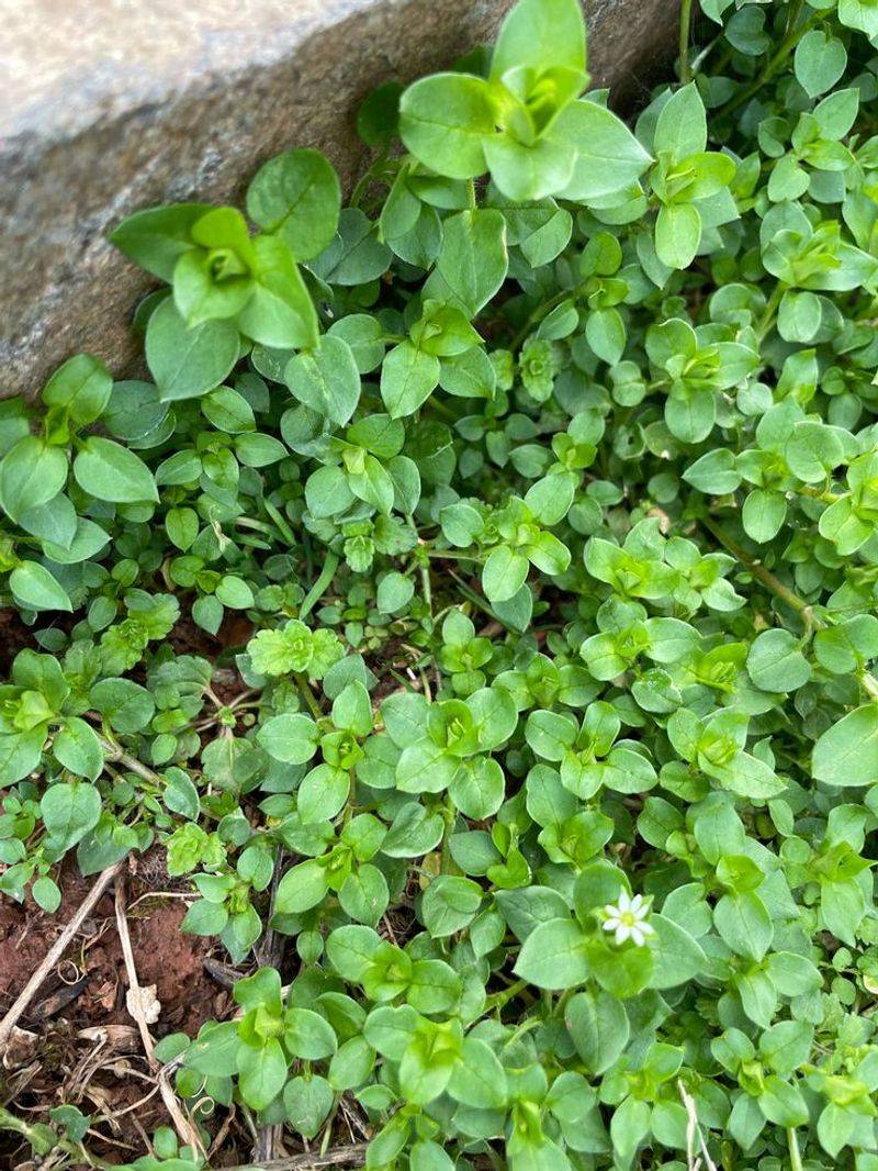 Chickweed