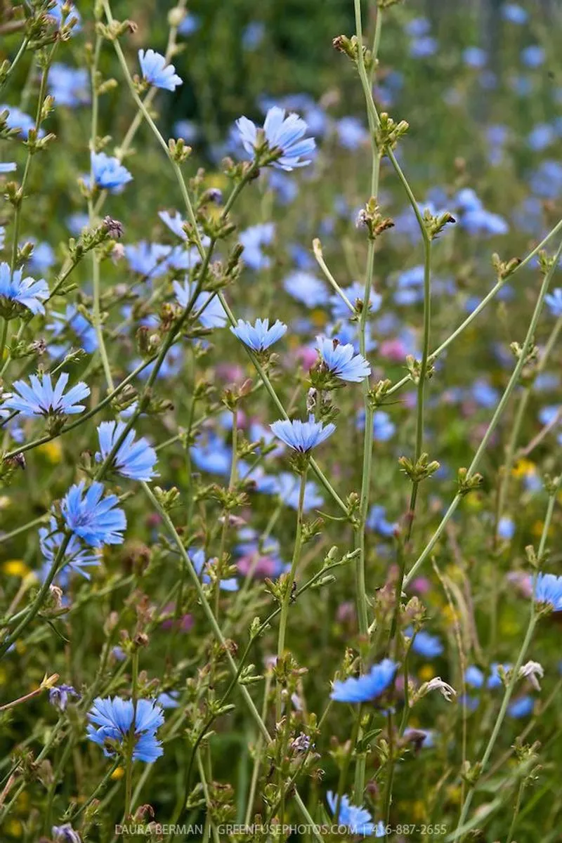 Chicory