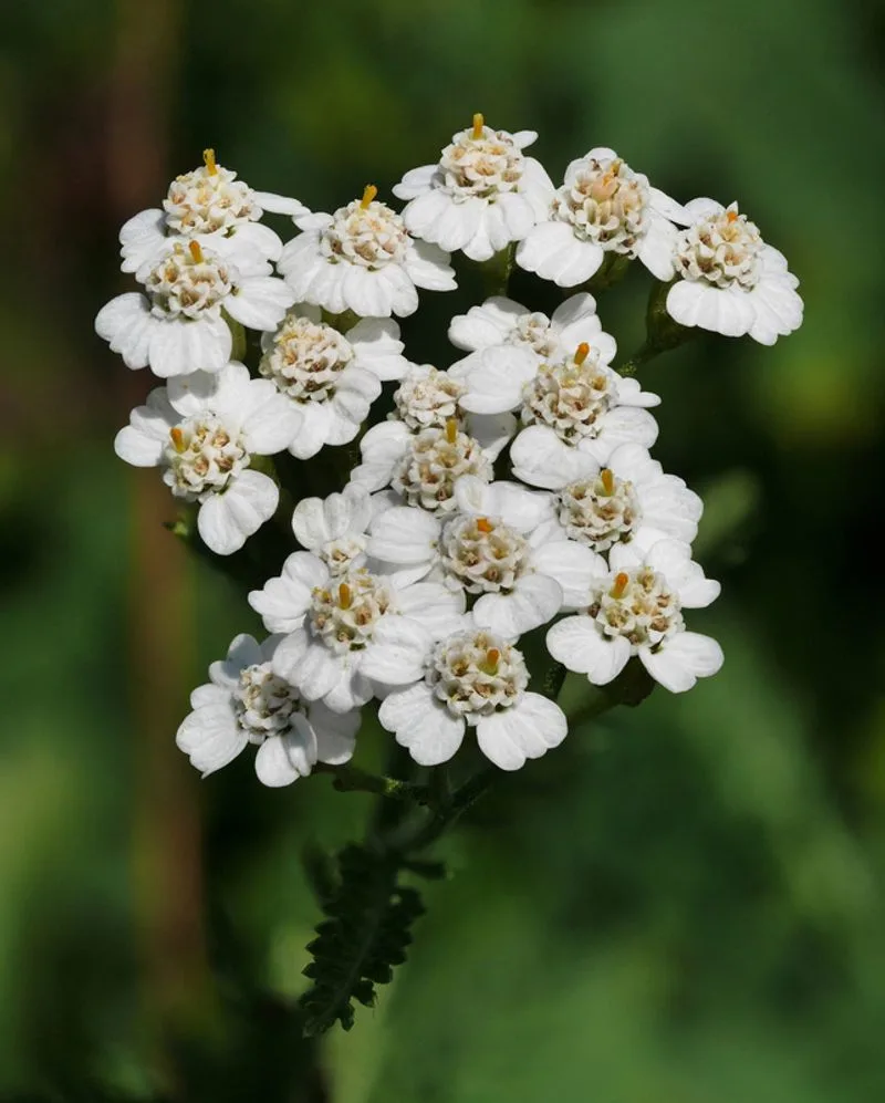 Yarrow