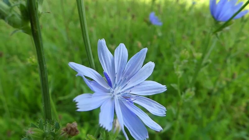 Chicory