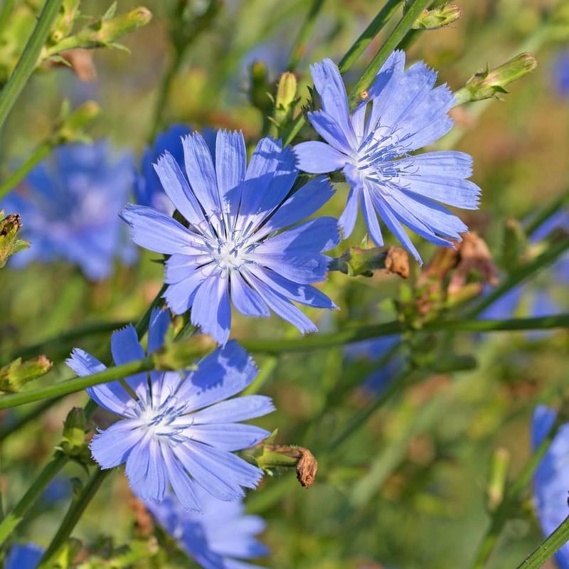 Chicory