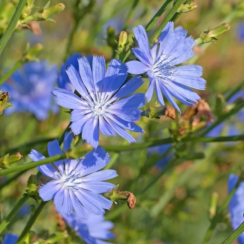 Chicory