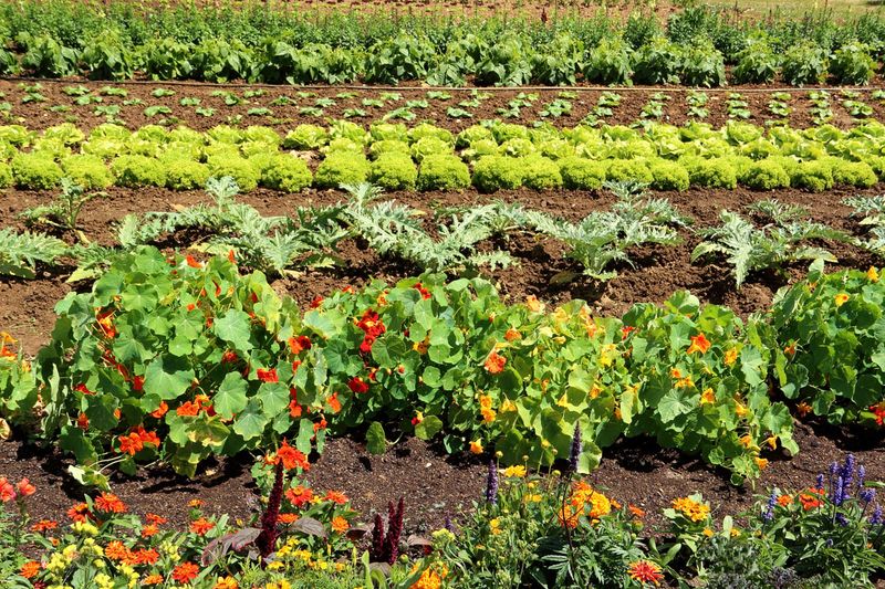 Companion Planting