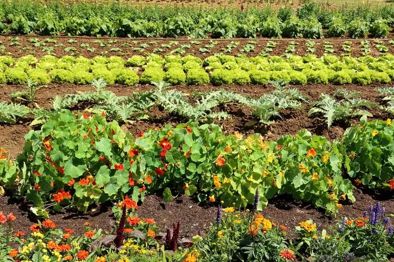 Companion Planting