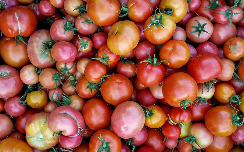 Tomato