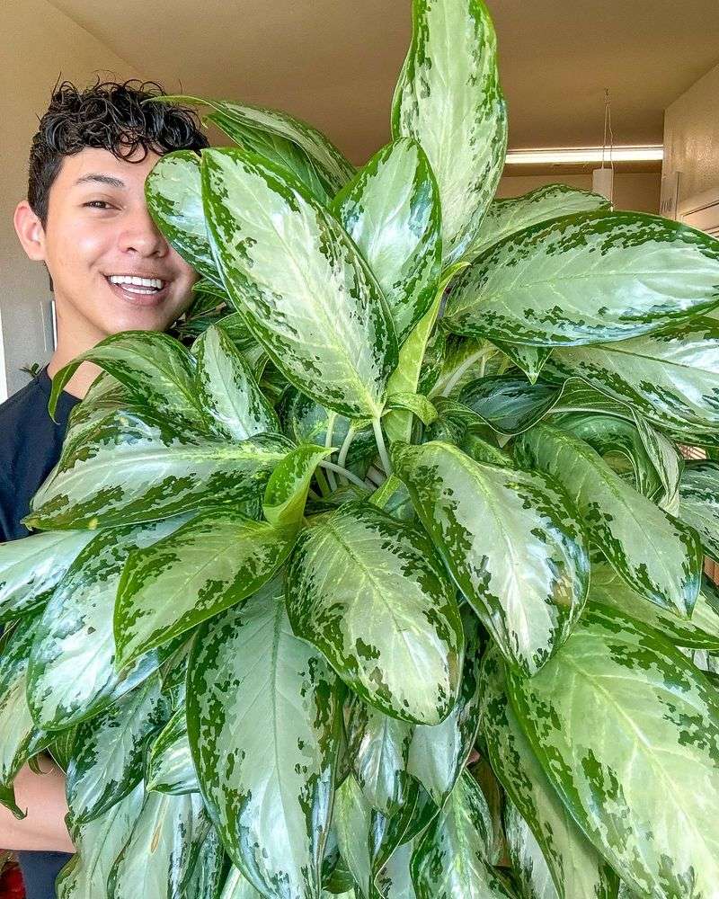 Chinese Evergreen