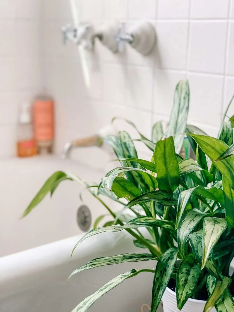 Chinese Evergreen
