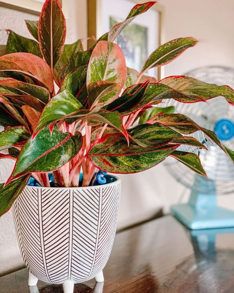 Chinese Evergreen