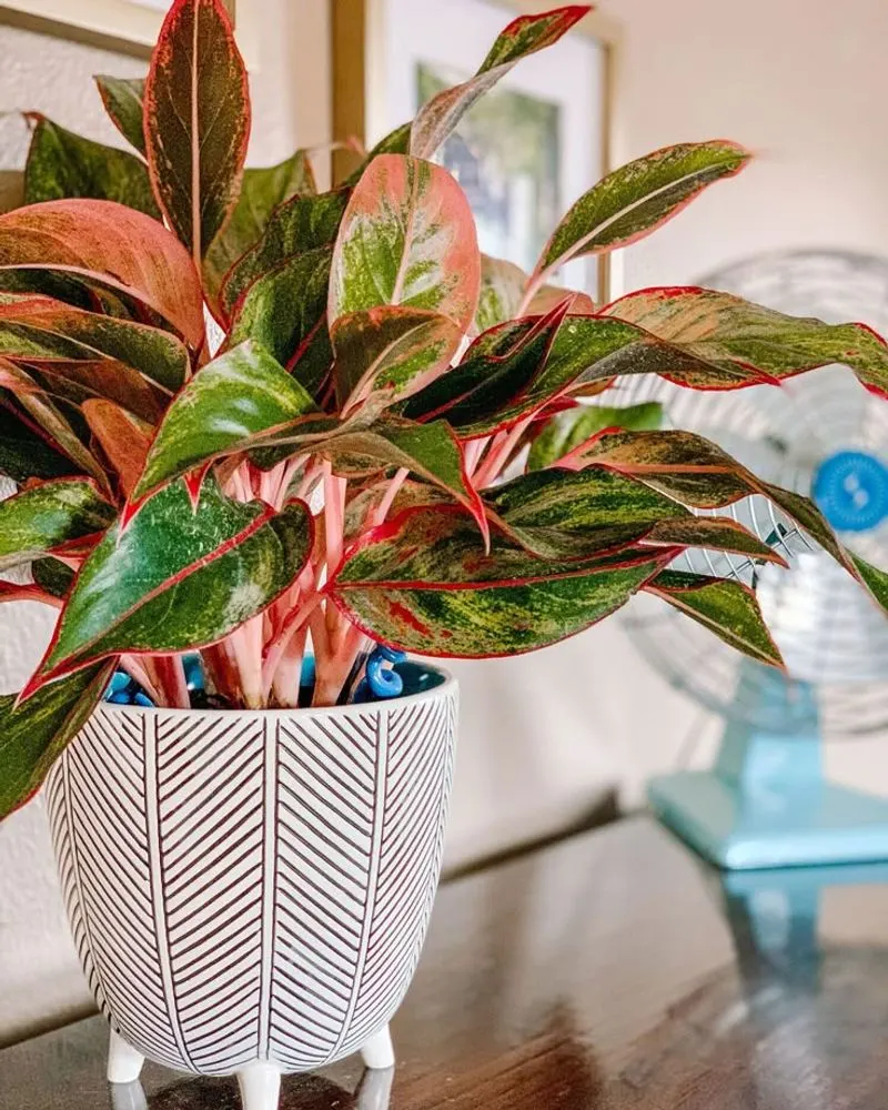 Chinese Evergreen