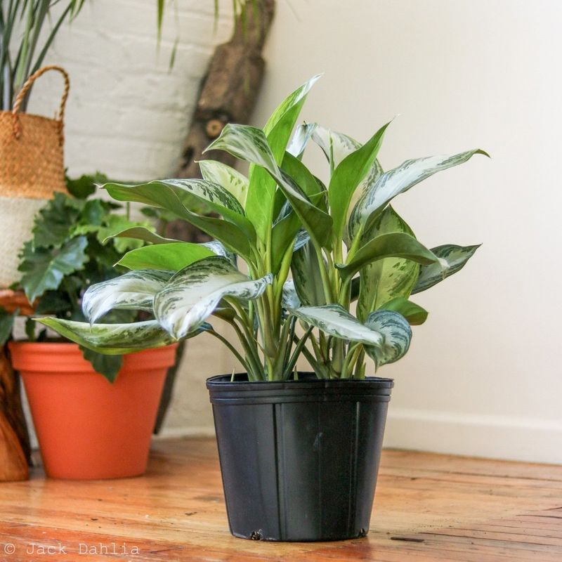 Chinese Evergreen