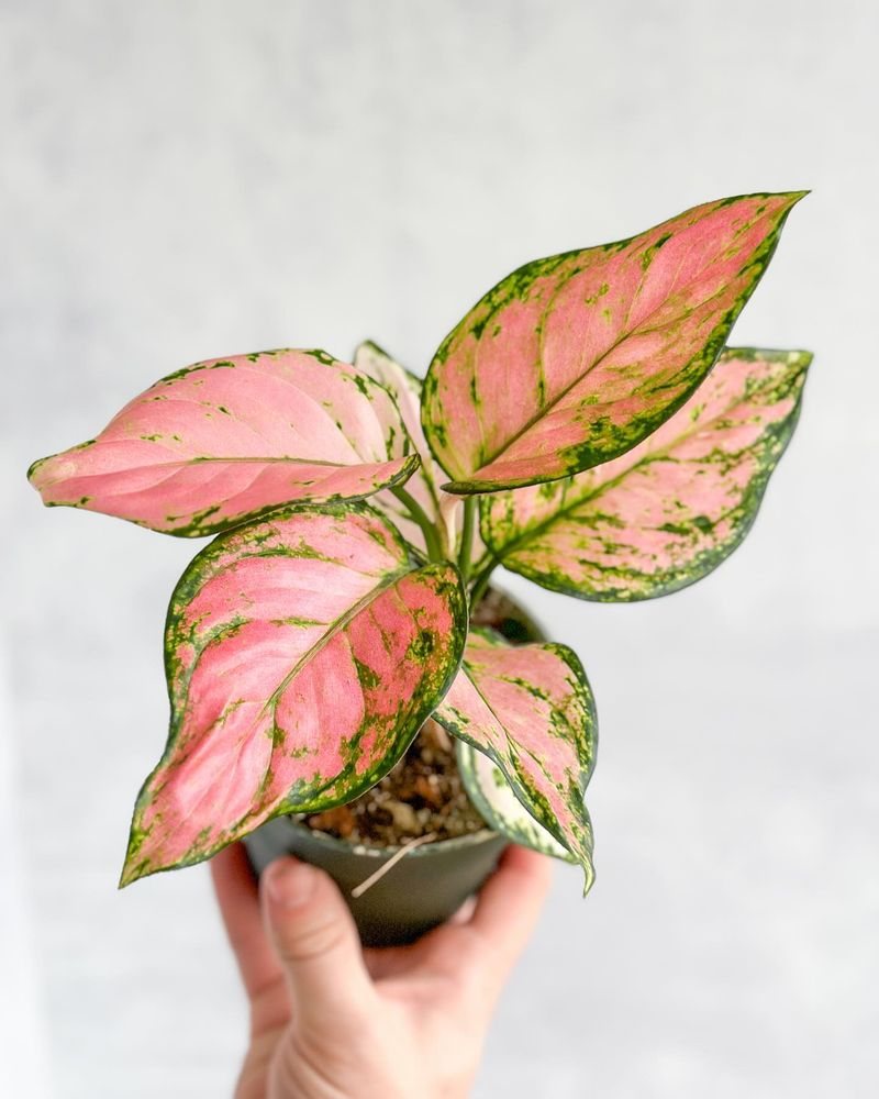 Chinese Evergreen