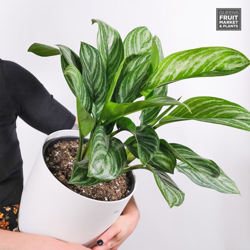 Chinese Evergreen