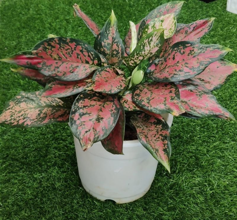 Chinese Evergreen
