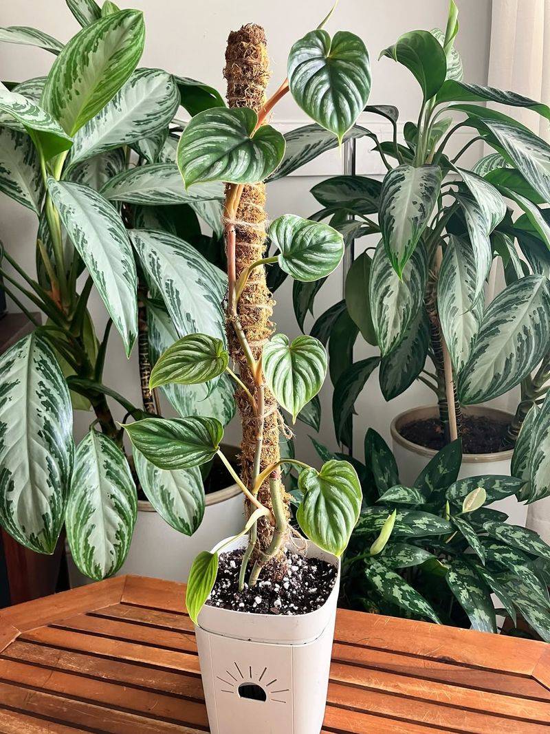 Chinese Evergreen