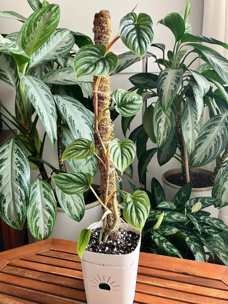 Chinese Evergreen