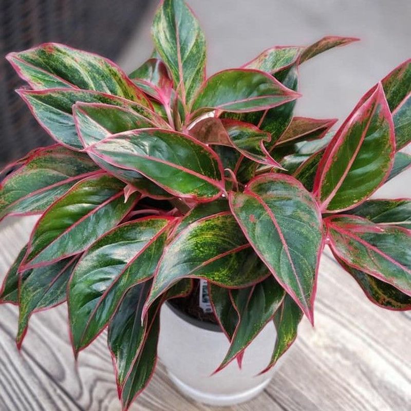 Chinese Evergreen