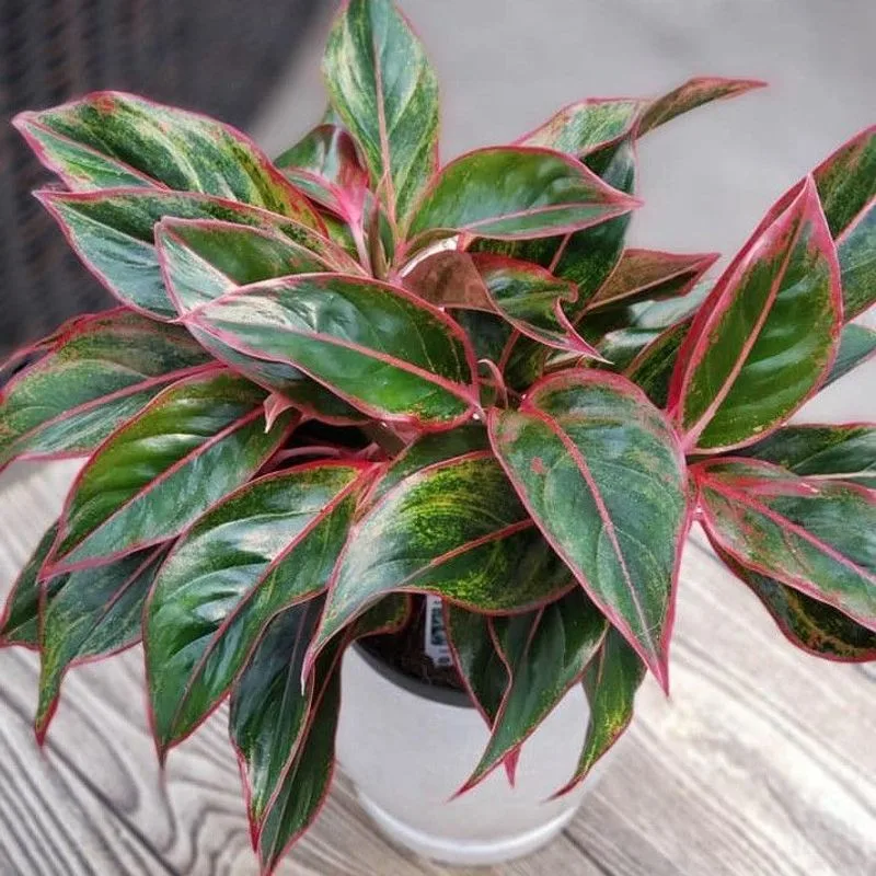 Chinese Evergreen