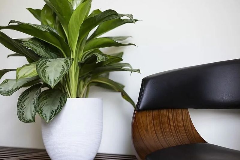Chinese Evergreen
